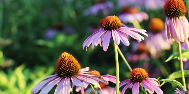 horizontal_preview_lavori