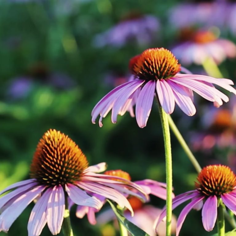 squared_preview_lavori