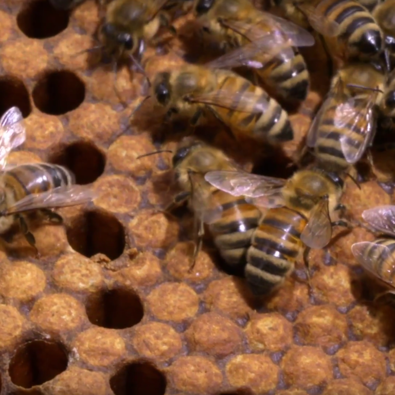 squared_preview_lavori