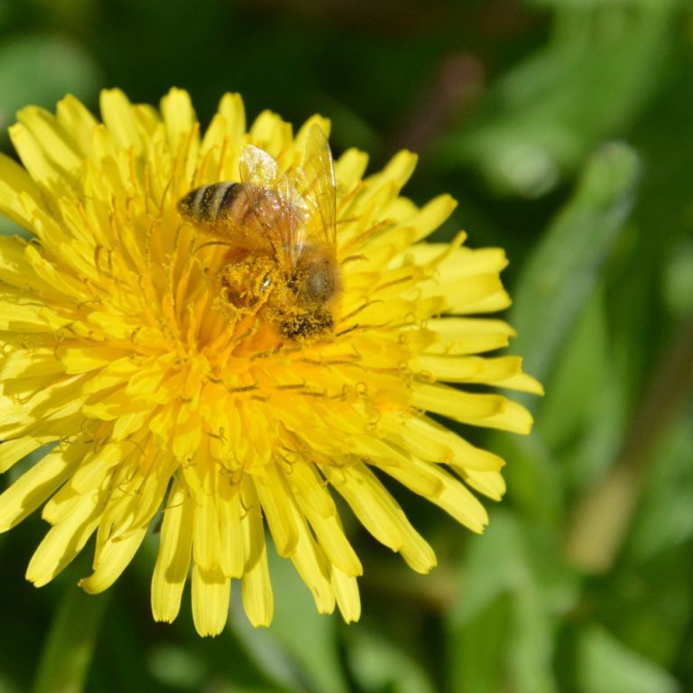 squared_preview_lavori